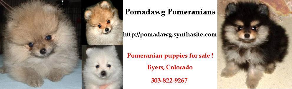  http://pomadawg.synthasite.com/